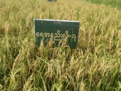 ဘုအၦ့ၤလီၤအဃိ ပါတနီၣ်ကီၢ်ဆၣ်အပူၤ ၦၤသူၣ်ဘု လၢတၢ်ယီၤခါတဖၣ် သဂၢၢ်ဘၣ်တၢ်ကီ