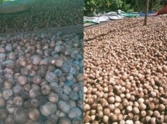 betel nut