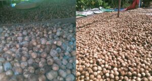 betel nut