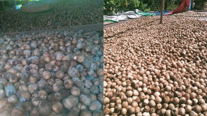 betel nut