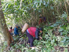 လ့ၣ်သိၤ-တီအူကျဲ သိလ့ၣ်တီၣ်မာ်အံးသၣ်တဖၣ်ဘၣ်ဟ့ၣ်လီၤပယီၤသုးတြဲၤအဘူးအလဲအိၣ်လၢအကလး