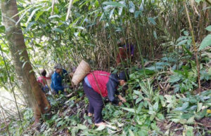 လ့ၣ်သိၤ-တီအူကျဲ သိလ့ၣ်တီၣ်မာ်အံးသၣ်တဖၣ်ဘၣ်ဟ့ၣ်လီၤပယီၤသုးတြဲၤအဘူးအလဲအိၣ်လၢအကလး