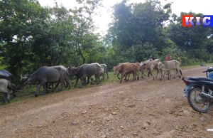 ကၠီၣ်တဲၣ်ကးတံာ်ကွံာ်တၢ်ၦ့ၤကျီၢ်ႇပနၢ်အဃိလီၢ်က၀ီၤအပူၤကျီၢ်ႇပနၢ်အၦ့ၤလီၤ၀ဲကွ့ၢ်ကွ့ၢ်