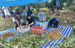 ကၠီၣ်တဲၣ်ခီပနံၣ်အဖျၢၣ်(၁၀)ကဟဲကိးကဒီးပှၤမၤတၢ်ဖိလၢမဲၢ်လးဒဲကဝီၤ,ပှၤဒဲကဝီၤဖိသးစၢၢ်စၢတၢ်ဖံးတၢ်မၤလီၤစှၤဝဲ