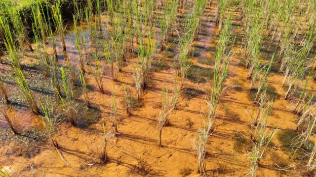 Rice1